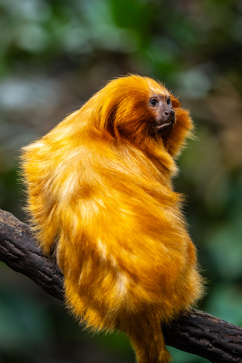 Why Support the Montreal Biodome?