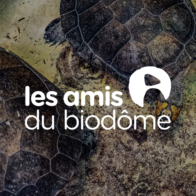 Le rôle des Amis du Biodôme