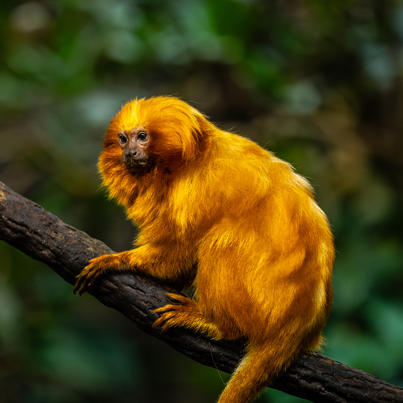 Supporting Biodiversity Conservation