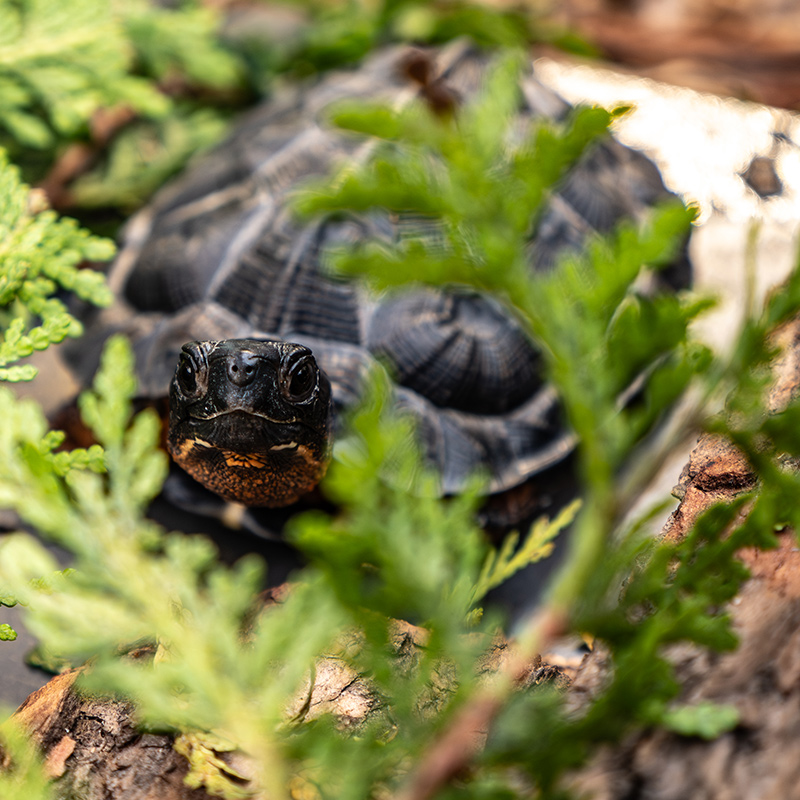 Supporting the Mission of the Montreal Biodome