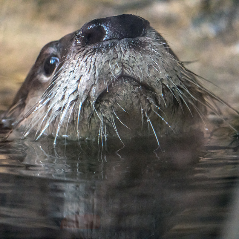 Pourquoi soutenir le Biodôme de Montréal?
