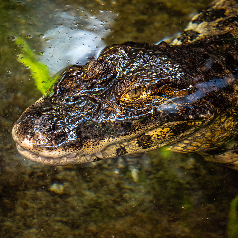 Pourquoi acheter votre Passeport avec Les Amis du Biodôme